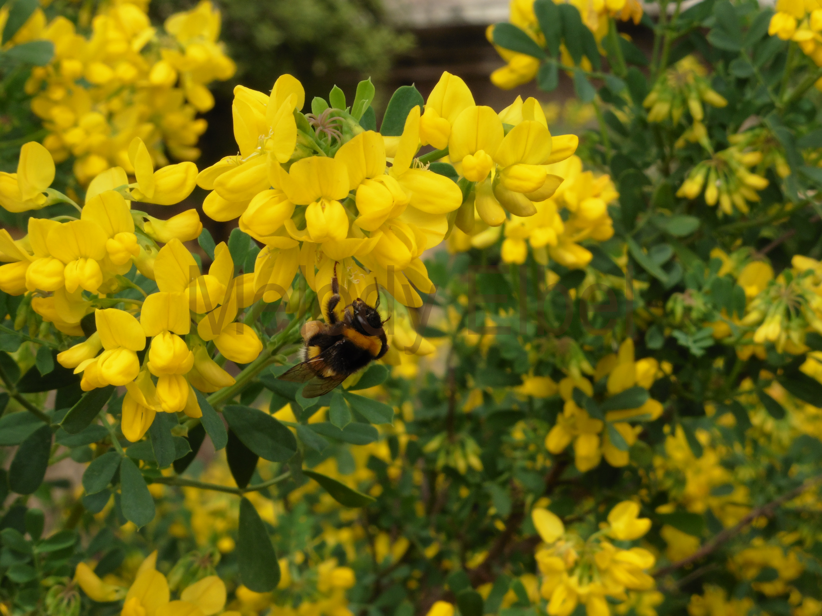 A photo of a bee i took in spain